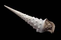 Cerithium giganteum (gastéropode fossile du Lutétien)